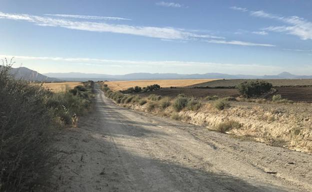 Camino donde se ha producido el vuelco del tractor entre Cantarranas y Caniles.