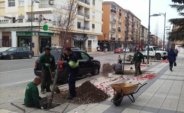 Empiezan los trabajos de reposición de arbolado en la Avenida Medina Olmos