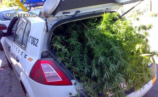 Detenidos dos ancianos por traficar con marihuana./M.º Interior