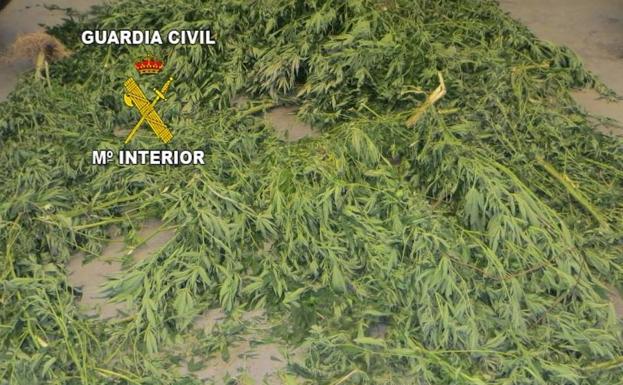 Marihuana intervenida por la Guardia Civil.