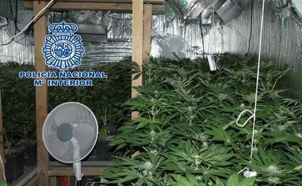 Plantación incautada por la Policía Nacional.