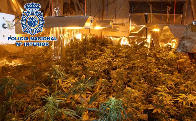 Localizan varias plantaciones de cannabis en dos viviendas de Granada