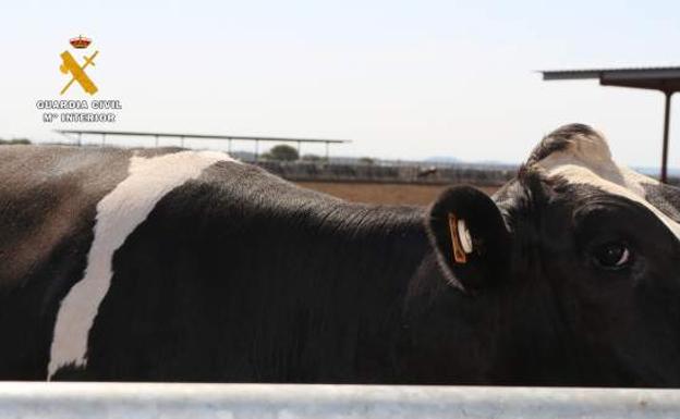 Una de las vacas mutiladas por el grupo desarticulado. /E.P./GUARDIA CIVIL.