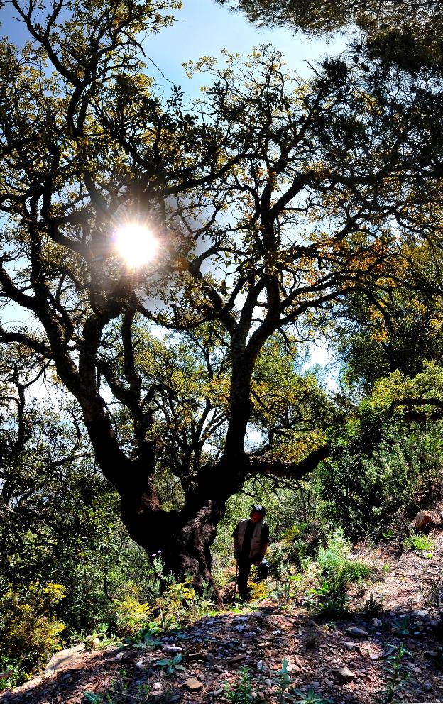 Uno de los grandes alcornoques de la sierra de Lújar antes de ser/