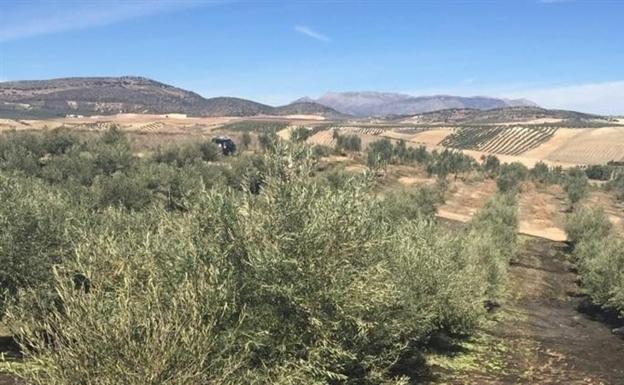 La campaña de recogida de aceituna está ya al 50% en la provincia de Jaén