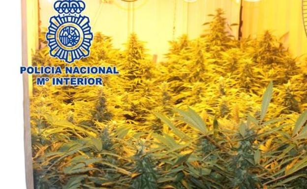 Llama a la policía porque le molesta el burro del vecino y le 'pillan' 69 plantas de 'maría' en su casa