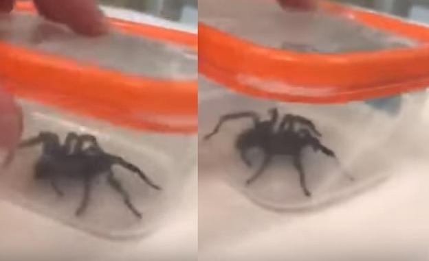 Salvan a un niño de siete años de la picadura de una araña muy venenosa