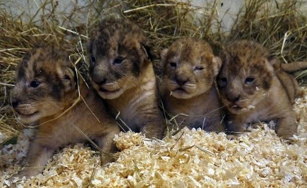 Sacrifican a 9 cachorros de león por "no encajar" con la manada