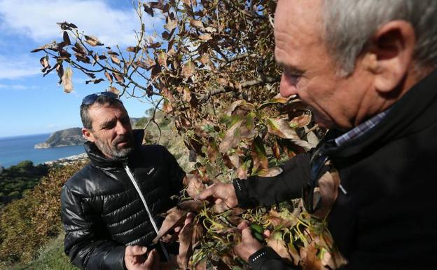Dos productores de subtropicales muestran un árbol afectado por la sequía. /Javier Martín