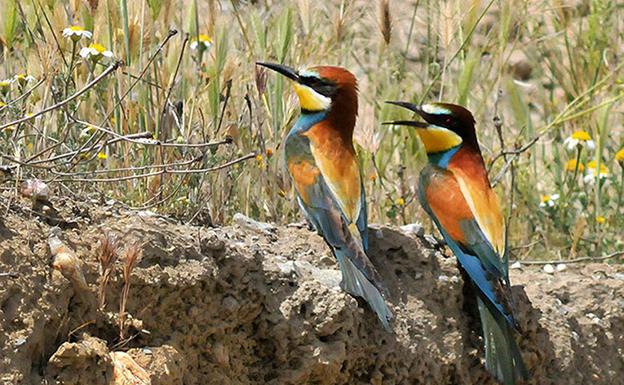 Una pareja de abejarucos, Merops apiaster, en los taludes de ramblas y cauces de río Dílar, Granada. /