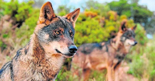 Una pareja de lobo ibérico, animal declarado en peligro de extinción en Andalucía. /EFE