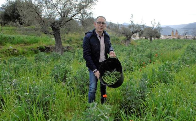 El creador de este evento, Manuel Álvarez Rodríguez, en su finca de Órgiva recogiendo habas ecológicas./Rafael Vílchez