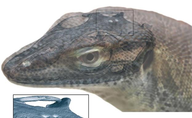 ¿Imaginas un lagarto con cuatro ojos?