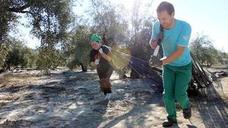 La provincia cierra la campaña con 358.845 toneladas de aceite producidas