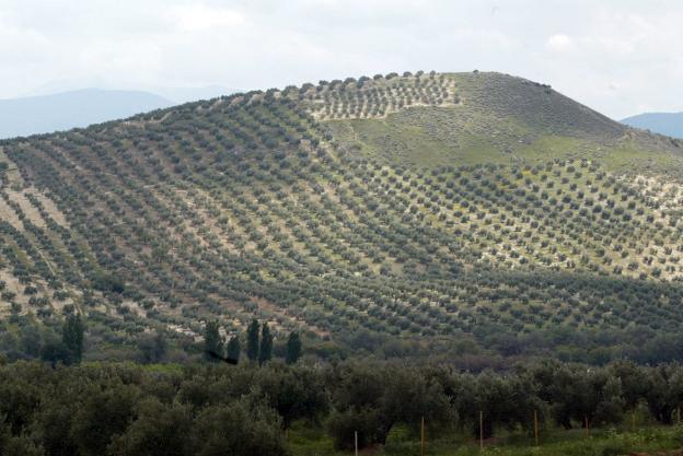 Vista de los olivares de Jaén. /IDEAL
