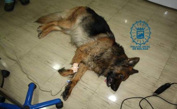 El perro/Policía Local de Málaga