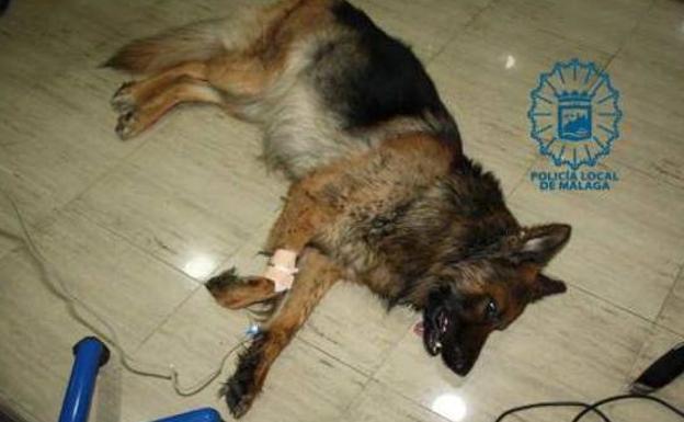 Arrastra a su perro durante 400 metros con una cuerda y le propina varias patadas