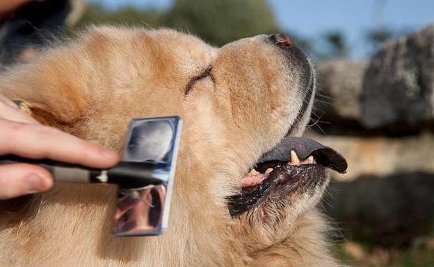 3 accesorios imprescindibles para mantener sano el pelo de tu perro