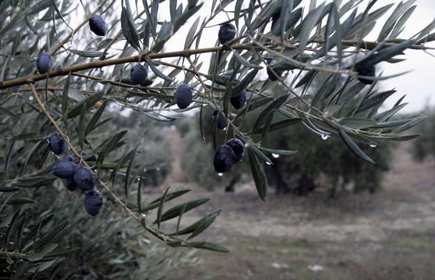 Olivar con fruto y agua de lluvia en una imagen de archivo. /M. BÉJAR
