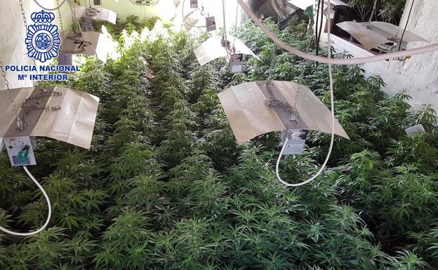 Desmantelan tres plantaciones de marihuana gestionadas por una pareja en Almería