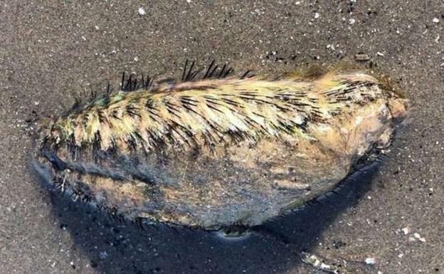 1 kPcD U5017607311471uF 624x385@Ideal Extraña criatura marina es descubierta en playa de Liverpool