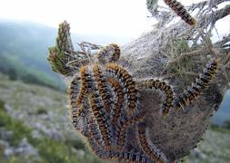 Procesionaria en bola. / RC/