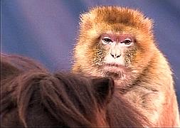 Roban un mono en el circo de Pulianas