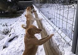 Lucky, Monchi y Buba descubiendo la nieve hace unos días. :: FOTO CEDIDA POR PEPA TENORIO/