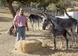 Rafael Fuentes, con algunos ejemplares de su colonia de asnos. :: GONZÁLEZ MOLERO/