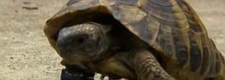 Ayuda a una tortuga a volver a andar gracias a una pieza de lego