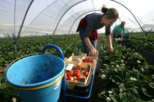 ADAPTACIÓN. Los trabajadores procedente de países del Este se suelen adaptar más fácilmente. /ideal/