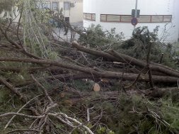 La tala de la discordia en Baza