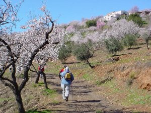 Frutos secos. Ocupan la primera posición por superficie en la provincia almeriense. ::
IDEAL/