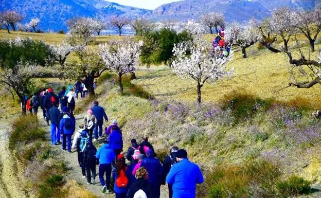 La XII Ruta de los Almendros en Flor se celebrará el domingo 16 en Albox