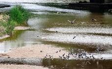 Aves rondan por la zona del río Guadalquivir, a su paso por Andújar. /J. C. GONZÁLEZ