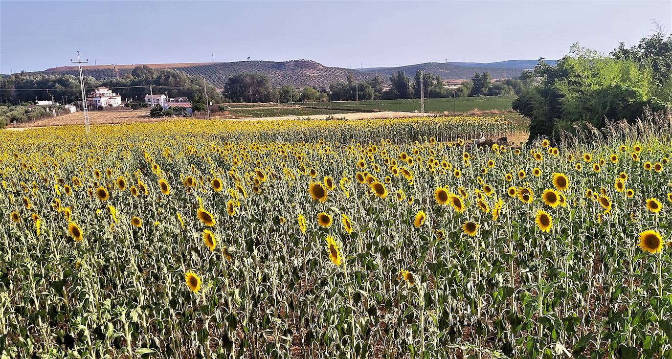 Plantaciones de girasoles en el camino de la Alemedilla, en las inmediaciones de la carretera de Los Villares de Andújar. 