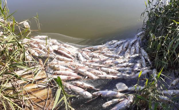 Miles de peces muertos aparecen flotando en el Lago de Ejido Beach, en Almerimar