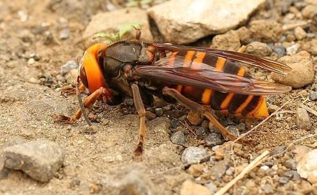 La Mosca Negra La Hormiga Roja El Mosquito Tigre Y La Avispa Asiatica Como Evitar Sus Picaduras Ideal la mosca negra la hormiga roja el
