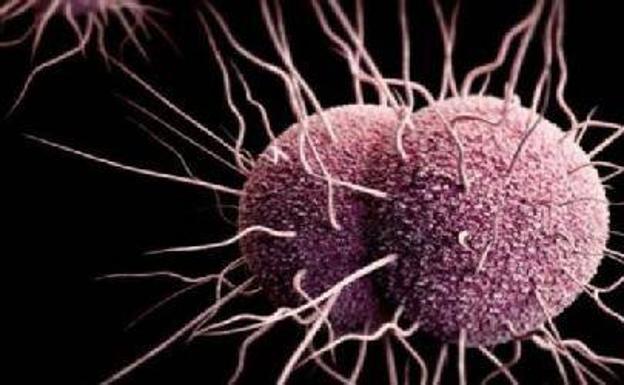 La gonorrea que provoca bacteria