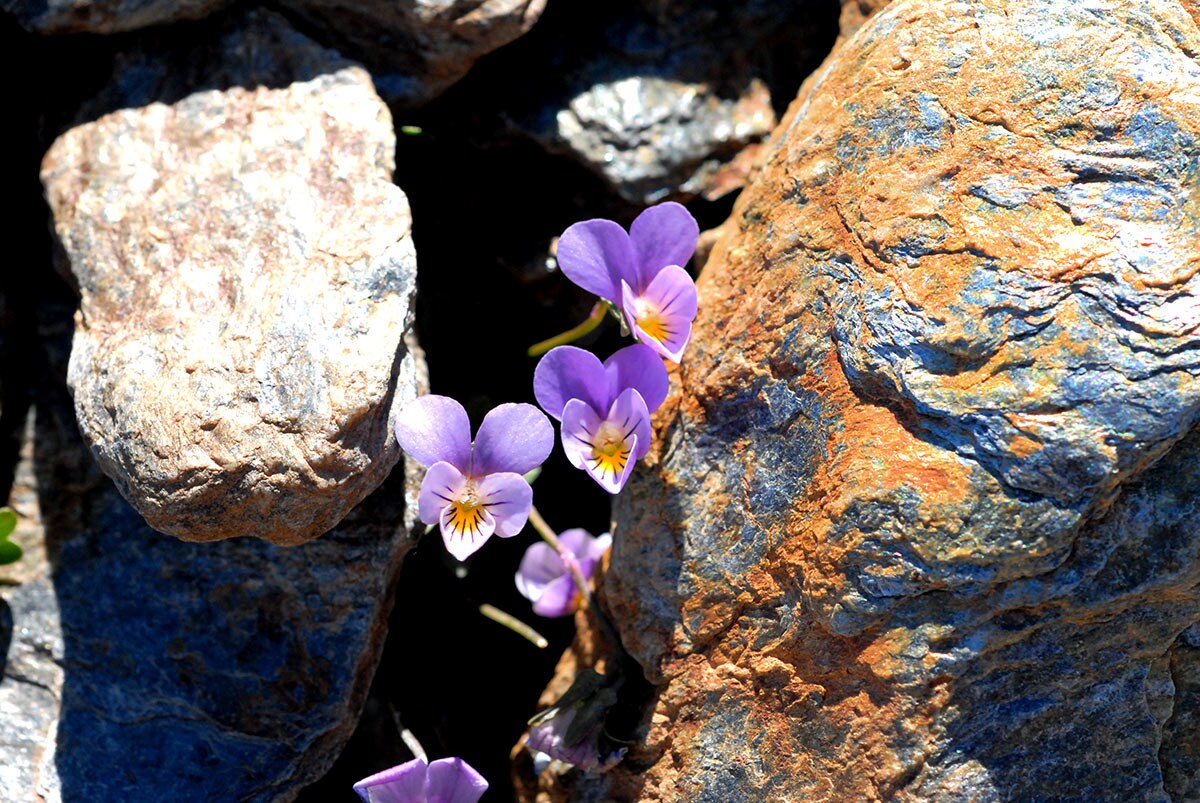 Violeta de Sierra Nevada, joyas nevadenses | Ideal