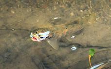 Una de las truchas que habitan el río Darro, fotografiada en su posición de caza bajo el pretil de la Carrera/J. E. GÓMEZ