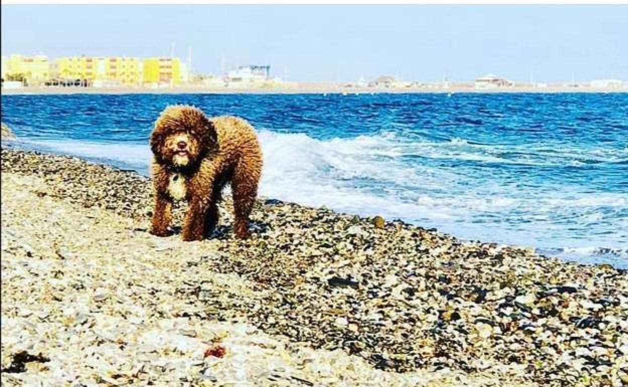Lugares ir con perros en Almería |