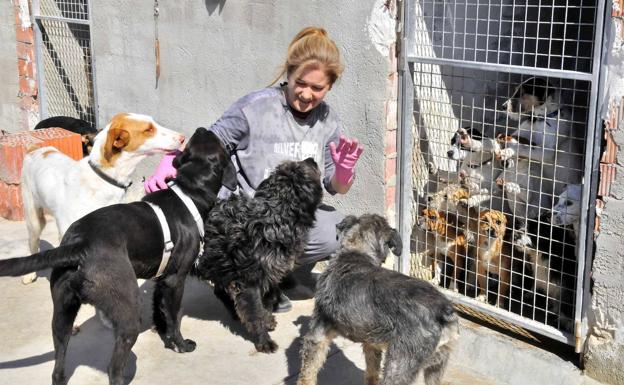 Arconatura Denuncia Una Nueva Subida En La Cifra De Abandonos De Animales En Linares Ideal