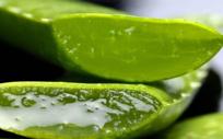 Los beneficios del aloe vera para tu cuerpo que no conocías
