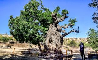 Un castañar abre la puerta oriental de Sierra Nevada