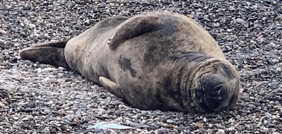 Aparece una foca gris viva en una playa de Motril