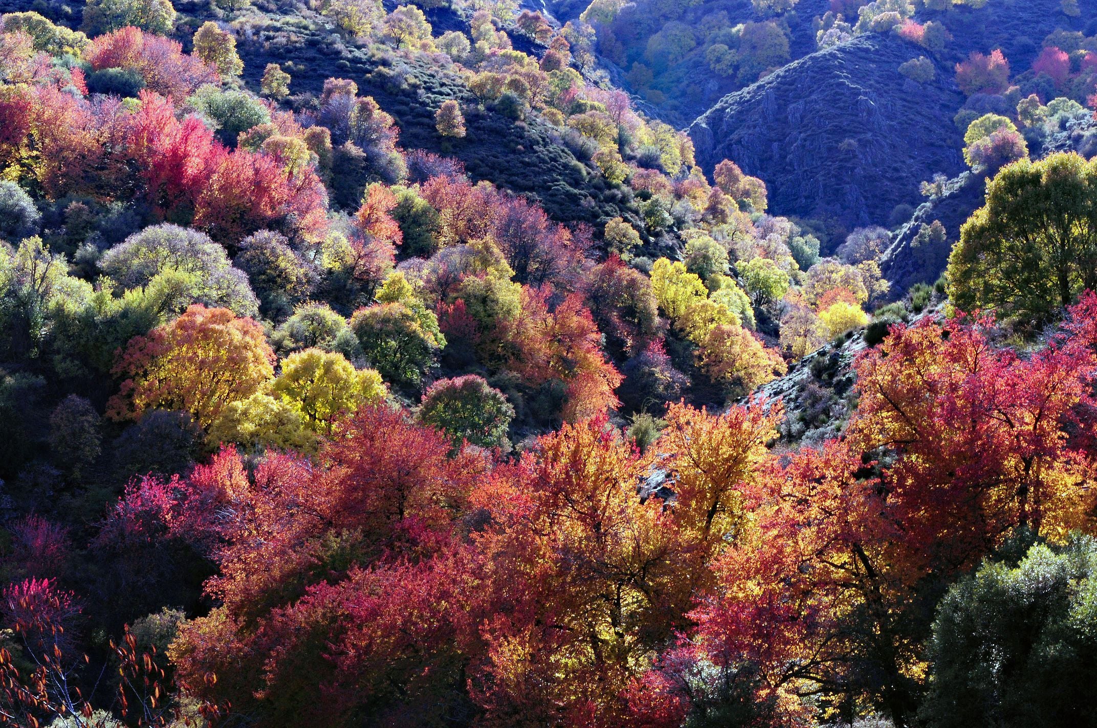 Una ruta por los colores otoñales del 'Bosque Encantado' de Granada Ideal
