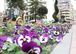 Motril lucirá  plantas blancas y moradas para recibir a sus visitantes  en Semana Santa | Ideal